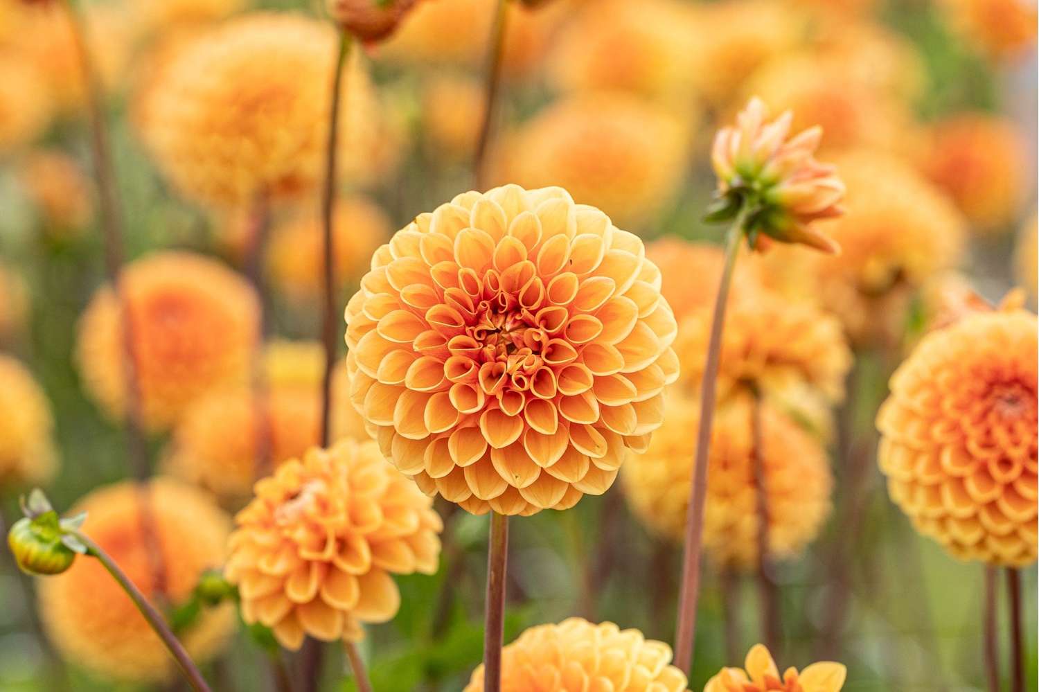 Dahlia 'Sylvia'